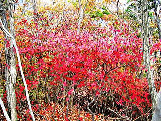 �h�E�_���c�c�W�̍g�t