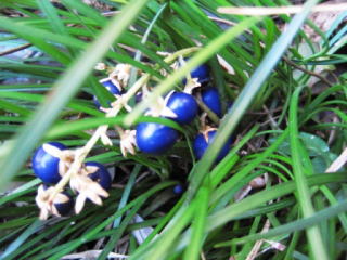 �W���m�q�Q�̎�