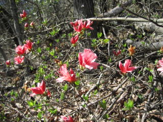 �C�̑������}�c�c�W