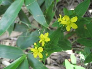 �I�g�M���\�E