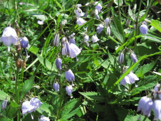 �q���V���W���i�c���K�l�j���W���j