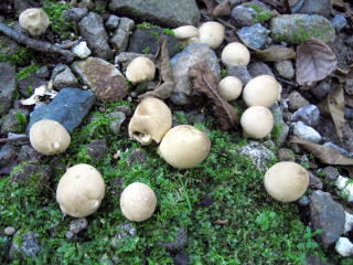 �z�R���^�P