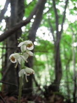 �C�`���N�\�E