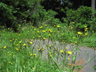 ���F�̉Ԃ̓��}�j�K�i�ł��傤��